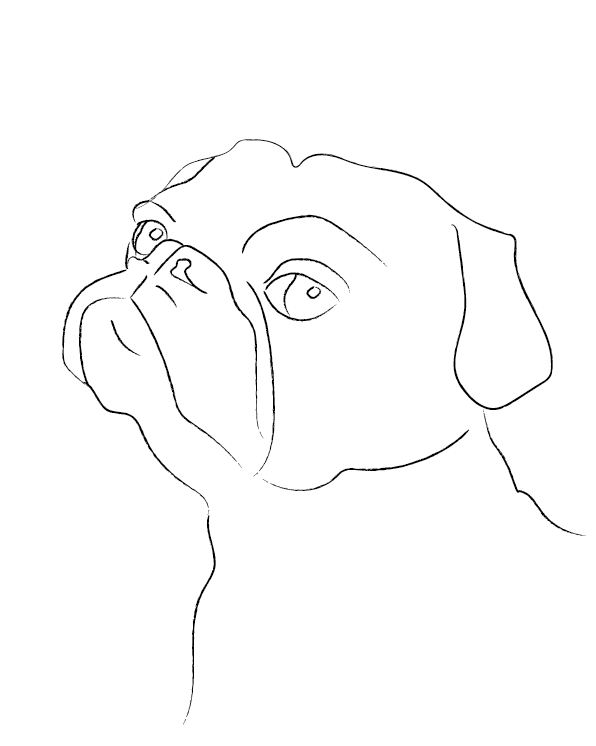 Dog drawing